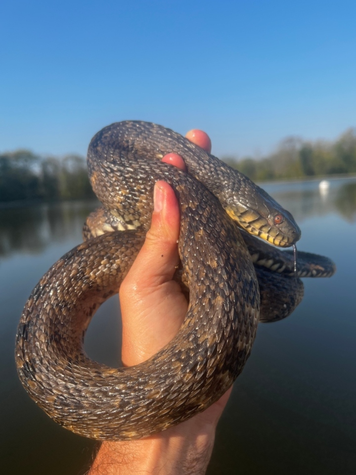 Diamondback Water Snake